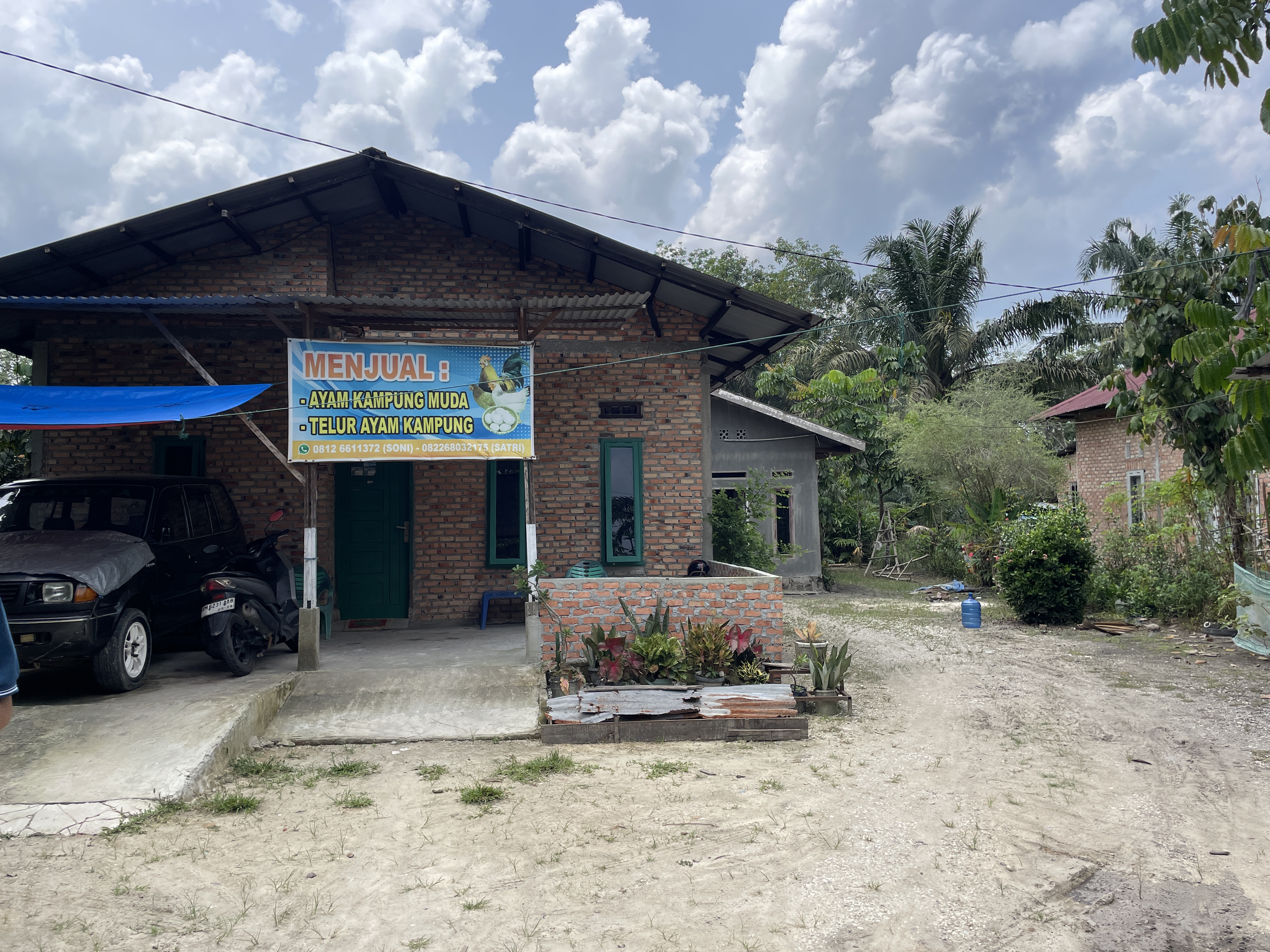 Jual Ayam Kampung