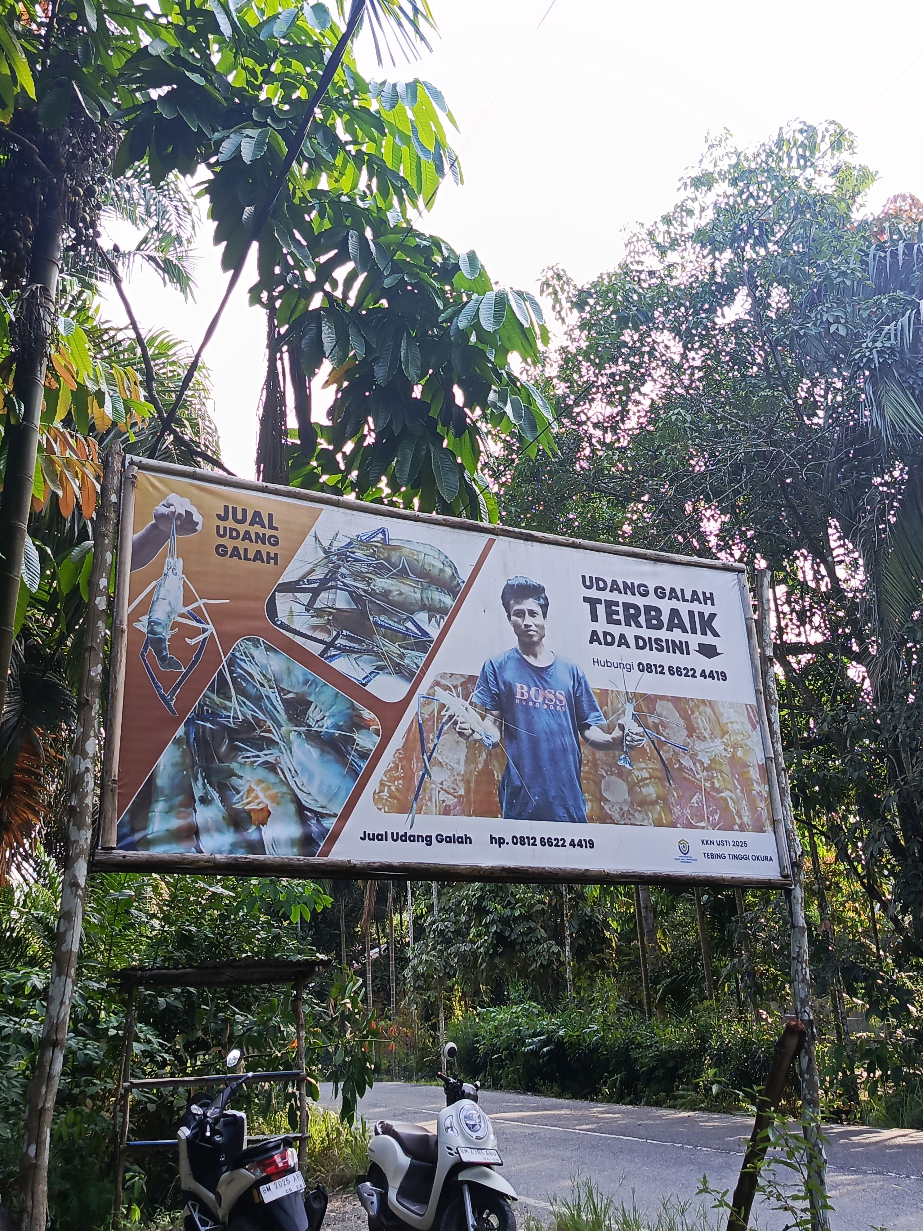 Jual udang Galah